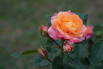 closeup one big blooming roses and three small rose buds on the rose tree background, love, valentine, gift, fashion, copy space