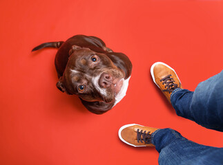 studio shot of a cute dog on an isolated background