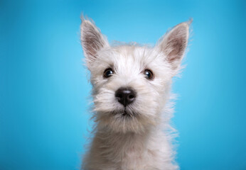 studio shot of a cute dog on an isolated background