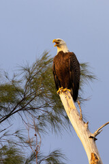 A bald eagle (Haliaeetus leucocephalus) perched on a dead tree on Lido Key, Florida