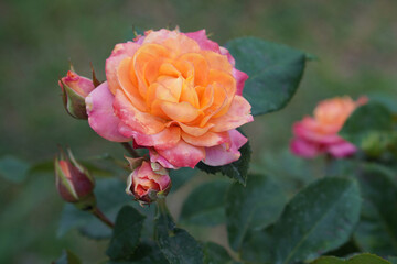 fresh blooming roses and rose buds on the rose tree on blur nature background, love, valentine, gift, copy space