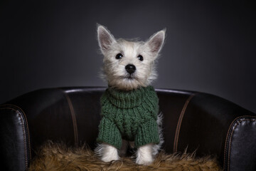 studio shot of a cute dog on an isolated background