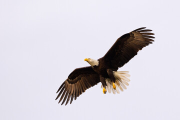 A bald eagle (Haliaeetus leucocephalus) in flight with its talons / feet hanging down