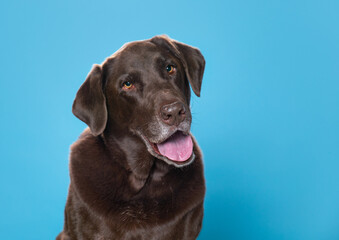 studio shot of a cute dog on an isolated background