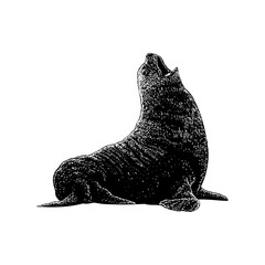 Northern Fur Seal hand drawing. Vector illustration isolated on background.