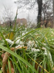 cigarette in the grass