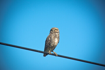 Owl inn on a wire with blue sky in the background