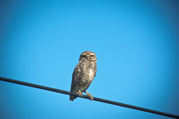 Owl inn on a wire with blue sky in the background