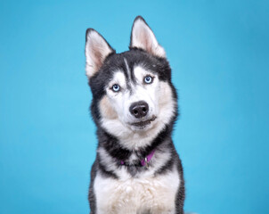 studio shot of a cute dog on an isolated background