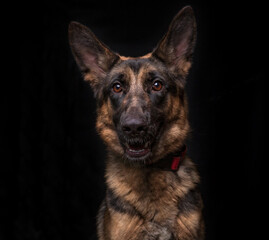 Cute photo of a dog in a studio shot on an isolated background