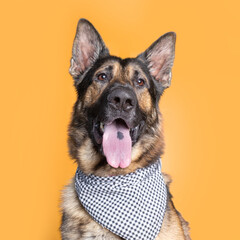 studio shot of a cute dog on an isolated background