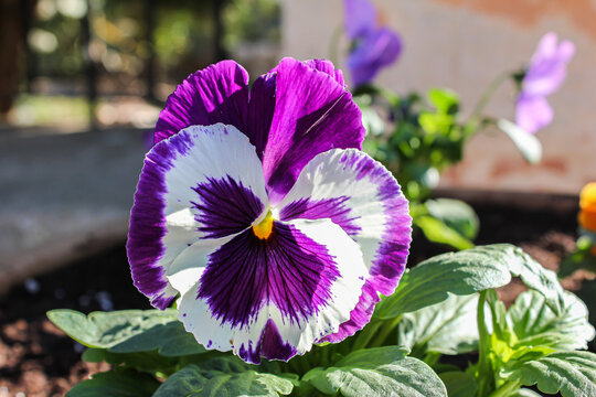 Beautiful Flowers in the Holy Land