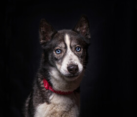 Cute photo of a dog in a studio shot on an isolated background