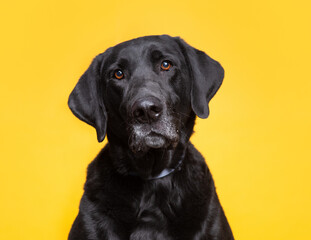 studio shot of a cute dog on an isolated background