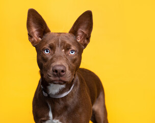 studio shot of a cute dog on an isolated background
