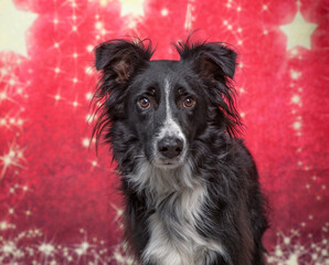 studio shot of a cute dog on an isolated christmas background