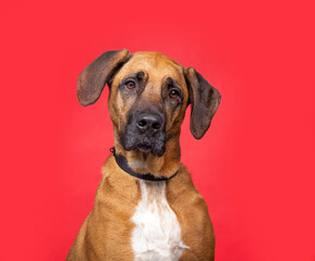 studio shot of a cute dog on an isolated background