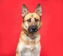 studio shot of a cute dog on an isolated background