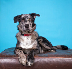 studio shot of a cute dog on an isolated background