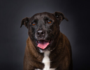 Cute photo of a dog in a studio shot on an isolated background