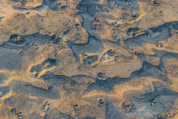 Bird footprints
