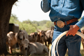 Cowboy and Bulls on the Ranch - obrazy, fototapety, plakaty