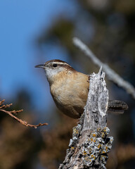 Carolina Wren