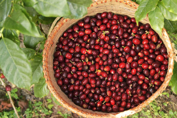 Fresh coffee bean in basket