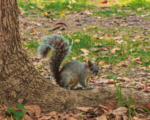 Close up of a squirrel in chapultepec mexico