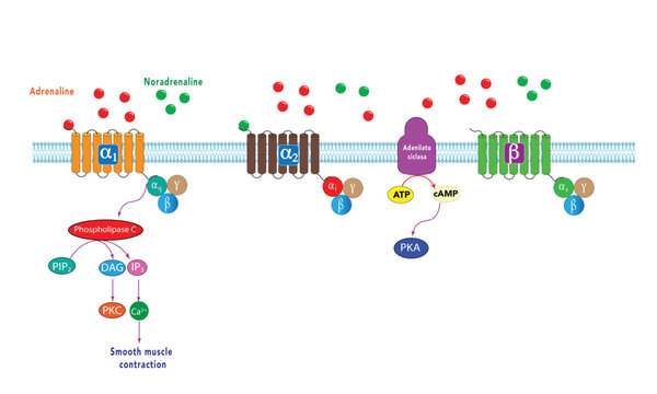 Adrenergic receptor signaling 