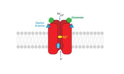 NDMA receptor 