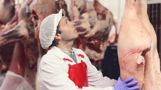 Focused skilled butcher shop worker checking fresh raw dressed pork carcasses hanging on hook frame in cold storage room. High quality 4k footage