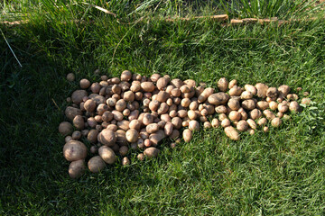 Freshly dug potatoes on green grass