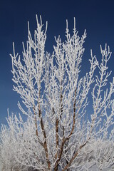 snow covered branches