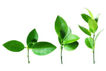 Collection of green lemon leaf isolated on transparent or white cutout background.
