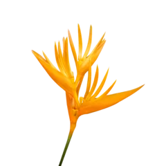 Fototapeten Tropical orange flower (Heliconia psittacorum) isolated on white or transparent background. © D.APIWAT