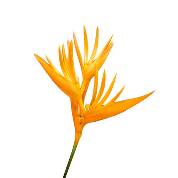 Tropical orange flower (Heliconia psittacorum) isolated on white or transparent background.