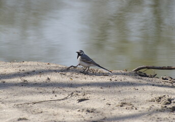 A white wagtail sits on the sand by the lake. Moscow region. Russia