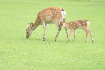 A scene of a mother and child deer in a meadow in Nara Park