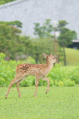 A cute fawn in the grass in Nara Park