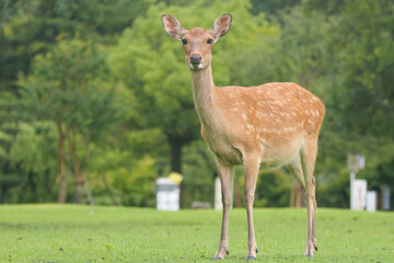 Deer that are very friendly to people, photographed in Nara Park in the rain