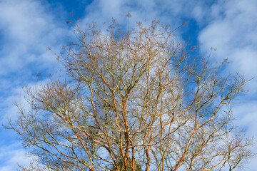 Pattern and texture in nature in the branches of a Paperbark Maple tree against a sunny blue sky with white wispy clouds
