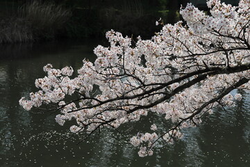 池の上の桜