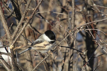 Bird In The Branch, Whitemud Park, Edmonton, Alberta