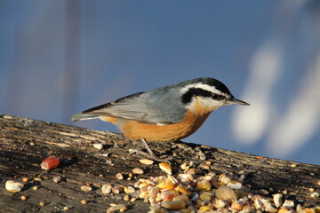 Bird At The Feeder, Whitemud Park, Edmonton, Alberta