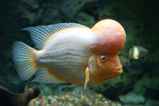 A beautiful fish in an aquarium