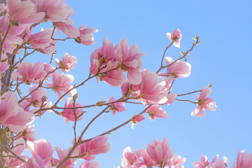 Branches of blooming pink magnolia against the blue sky