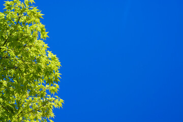 Background with green leaves of Japanese maple against blue sky