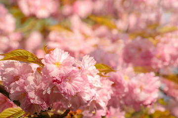 Background with pink sakura inflorescence