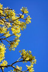 Dogwood inflorescences against the blue sky
